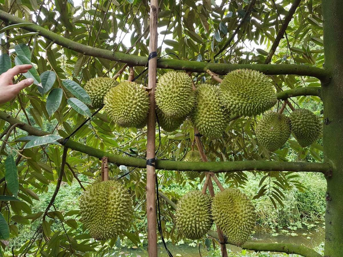 Hình ảnh
